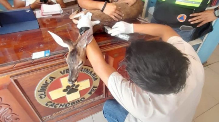 Rescatan a venado blanco; había sido herido por cazadores en Huejutla