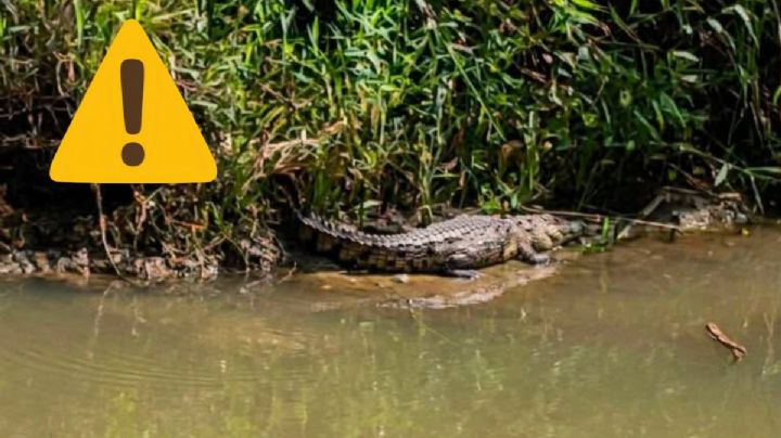 Alertan a pobladores de Uxpanapa por avistamiento de cocodrilo de más de 2 metros