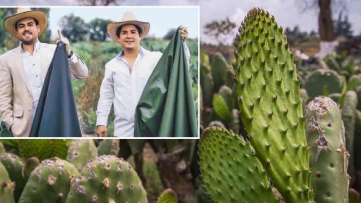 Convierten el nopal para usarlo en la industria del cuero, opción para fabricar calzado leonés