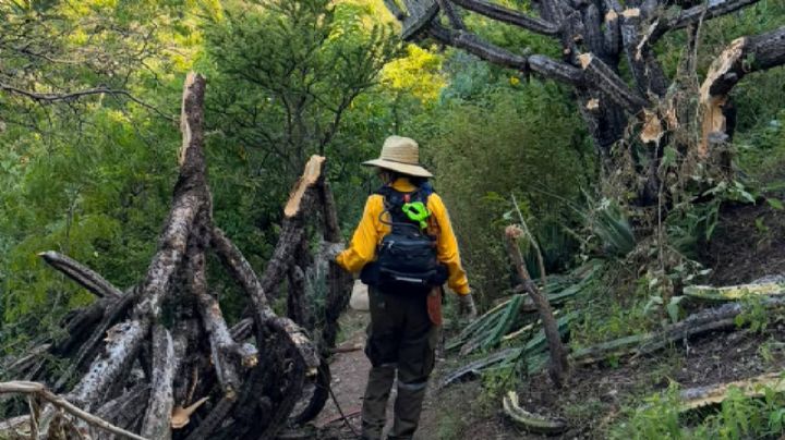 Talan cactus garambullos de más de 250 años para acondicionamiento de carrera en Guanajuato