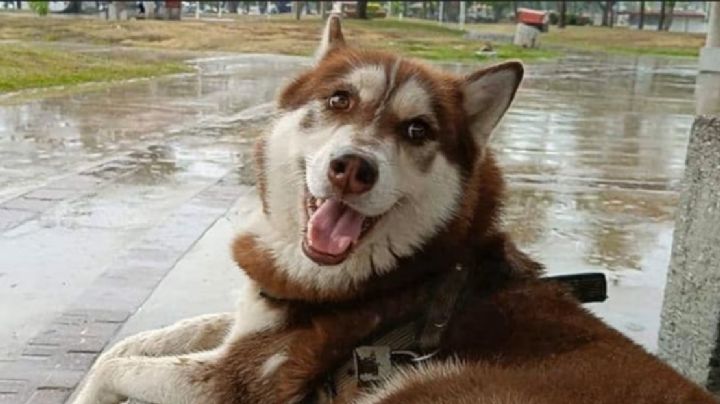 Este el primer perro que recibirá pensión alimenticia tras el divorcio de sus dueños