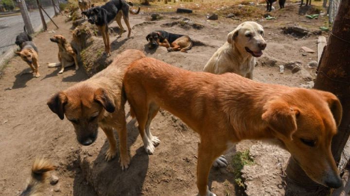 Juez detiene sacrificio de 85 perros de la colonia Jacinto López en León