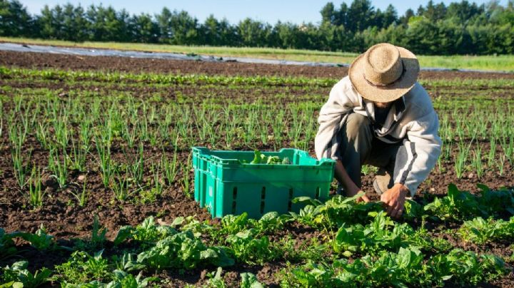 Del campo al plato: ¿con qué se come la sostenibilidad?