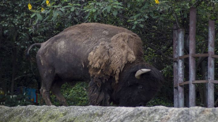 Bisonte americano pelea a muerte y queda herido en el Zoológico de León