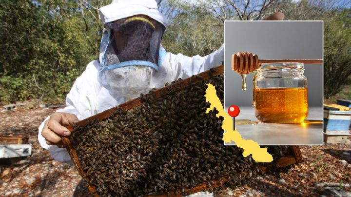 Veracruz es cuarto lugar nacional en producción de miel gracias a estos 5 municipios