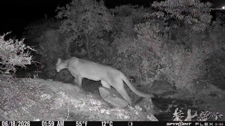 Cámaras trampa captan especies silvestres en Tepetitlán
