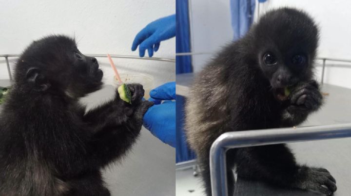 Una nueva vida: Mono aullador rescatado en Pachuca será trasladado a Chiapas