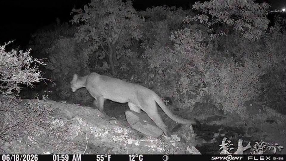 Semarnath confirmó la presencia de un puma, además de otras 11 especies como coyotes, zorros grises, mapaches, guajolotes silvestres y caracaras, tras un monitoreo con cámaras trampa realizado en el Ejido Xithi.