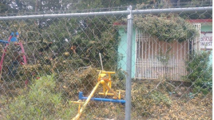 Enorme árbol cae sobre una escuela en Xichú