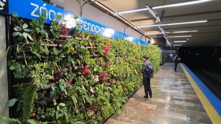 Línea 2 del Metro: muros verdes dan beneficios; en duda el mantenimiento y exposición a vandalismo