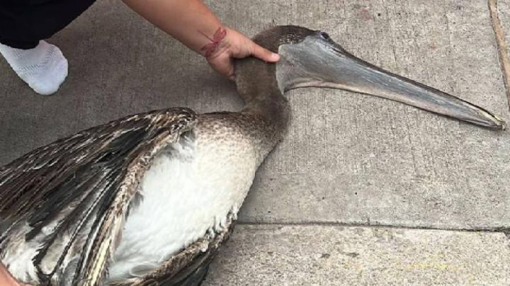 Vendían pelícano en Celaya mientras estaba herido