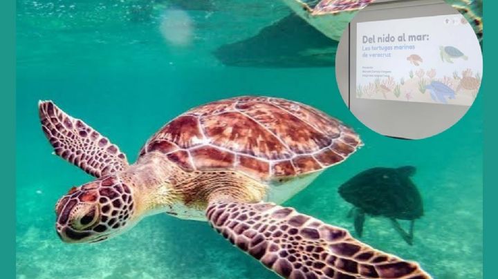 Tortugas ayudan al equilibrio de los ecosistemas marinos