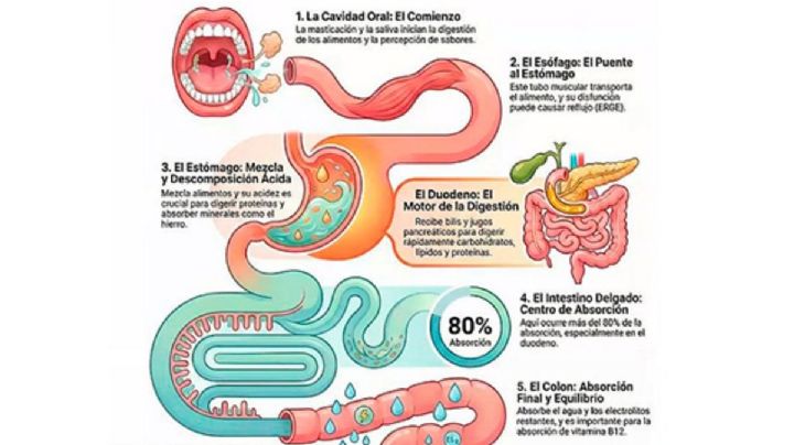 Salud digestiva, básica en el bienestar corporal