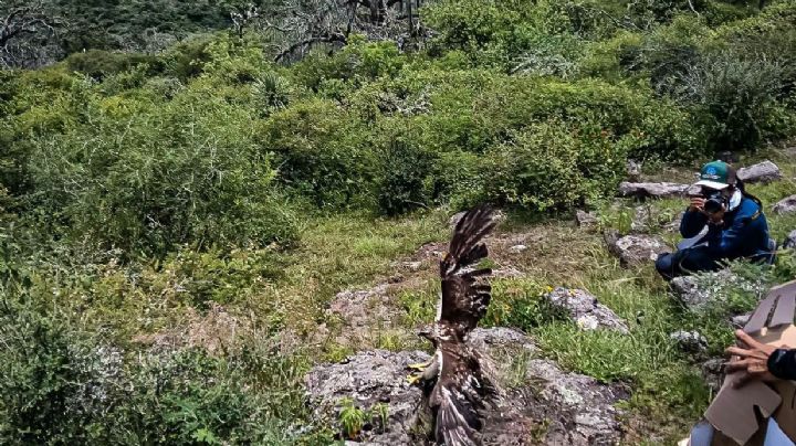 Pachuca libera 32 animales silvestres rehabilitados; suman 76 ejemplares liberados este año