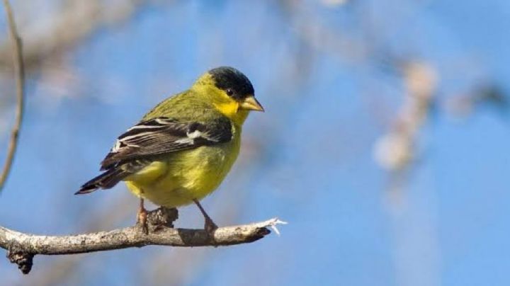 Contaminación acústica interfiere con los cantos de apareamiento de las aves