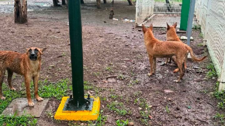 Abandonan perros en el área común para mascotas en Parque Panorama