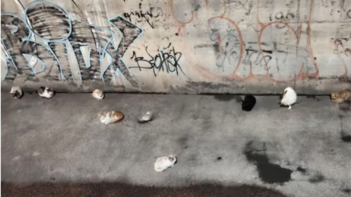 En León: Urge el rescate de 30 gatitos en el Malecón del Río; el nivel del agua sube