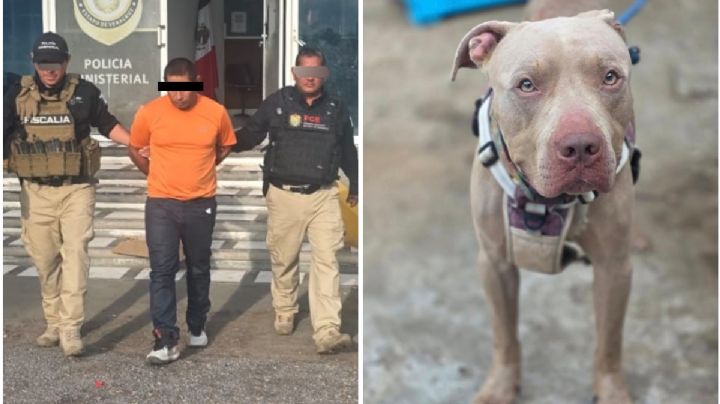 Detienen a Adolfo "N" por la muerte de Benji, perro pitbull víctima de maltrato en el puerto Veracruz