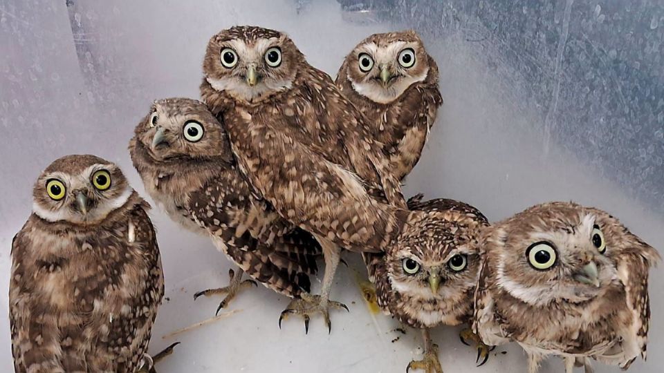 Aunque no se detallaron las causas de su ingreso ni la fecha de su liberación, la especie se encuentra clasificada bajo la categoría de Sujeta a protección especial en la NOM-059-SEMARNAT-2010,