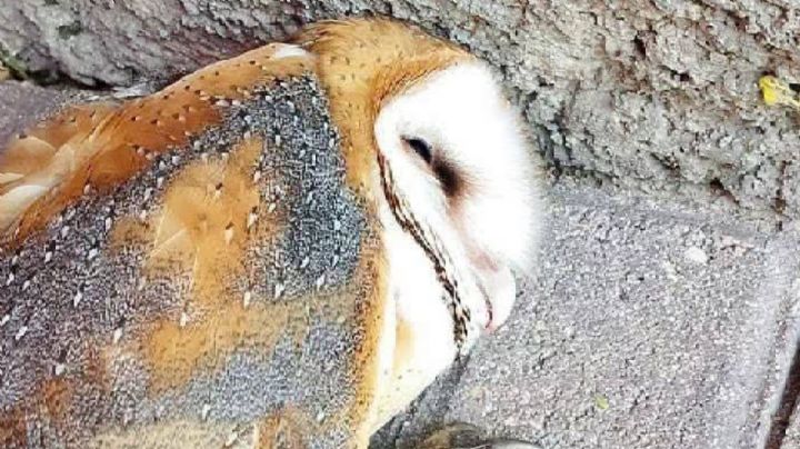 Niños acaban con la vida de una pequeña lechuza: pensaron que era bruja