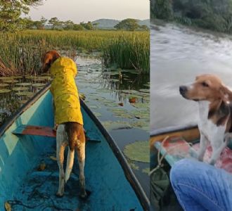 Foto descriptiva de: Él es Loco, el perrito pescador de Alvarado que ya es viral