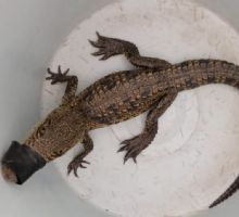 Rescatan cocodrilo abandonado en un terreno baldío