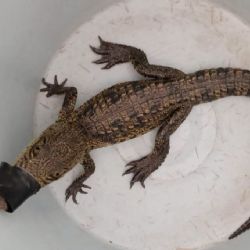 Rescatan cocodrilo abandonado en un terreno baldío en Hidalgo