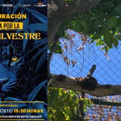 Artistas hidalguenses ilustrarán la fauna silvestre atendida en Pachuca