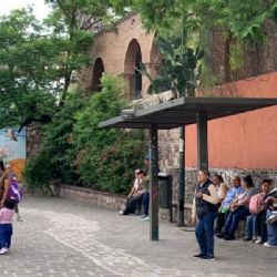 Crece un nopal en el techo de una parada de camión en Guanajuato