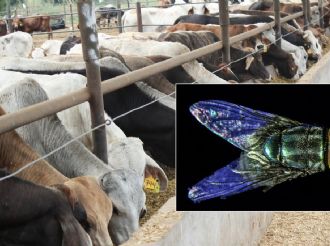 Gusano barrenador: Estas son las moscas que piden no matar en Veracruz