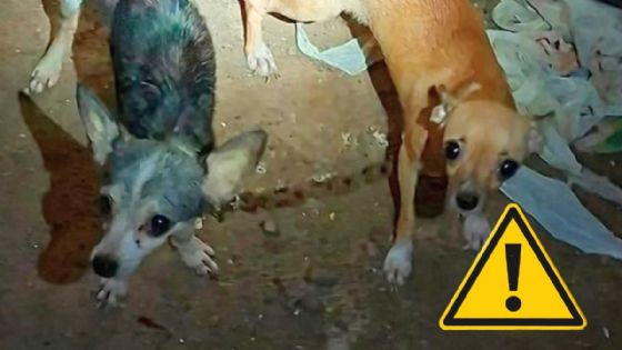 En Veracruz rescatan a perritas chihuahuas amarradas con cadena oxidada