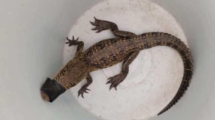 Rescatan cocodrilo abandonado en un terreno baldío en Hidalgo