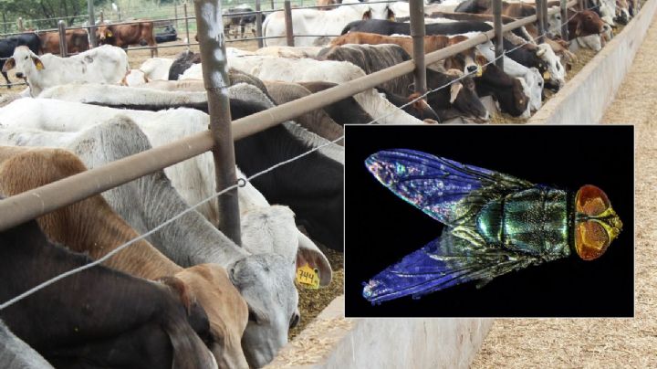 Piden no matar estas moscas en Veracruz; ayudan a combatir el gusano barrenador