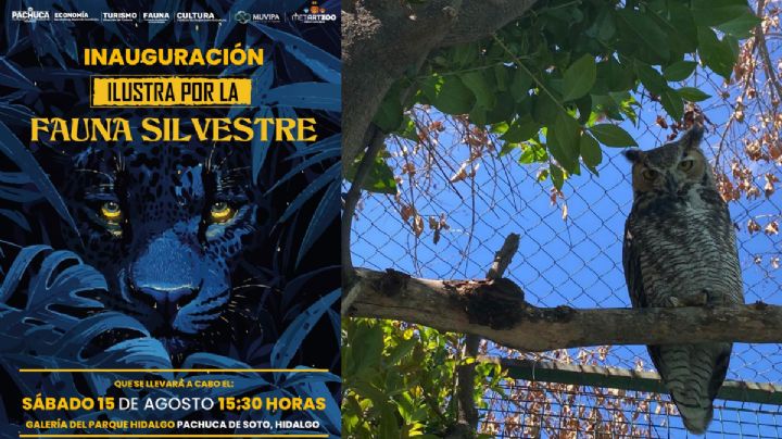 Artistas hidalguenses ilustrarán la fauna silvestre atendida en Pachuca