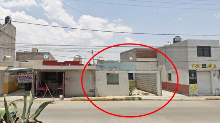 Alertan por abandono de perros en Mineral de la Reforma; por falta de comida se atacan