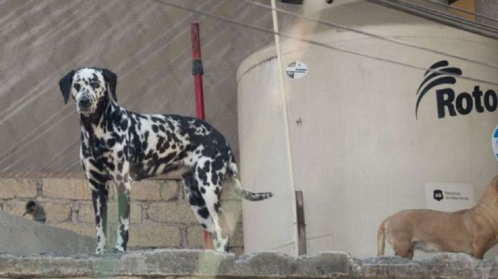 Castigar penalmente el envenenamiento de animales en Veracruz, propone diputada