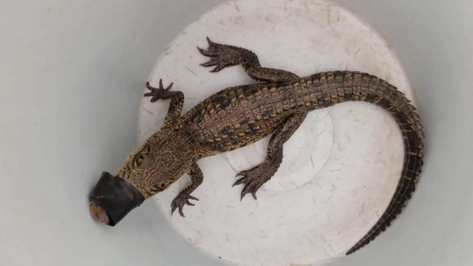 El reptil fue trasladado a instalaciones especializadas para recibir atención médica y observación, elevando a 264 el número de animales atendidos por la instancia receptora en lo que va del año 2026.